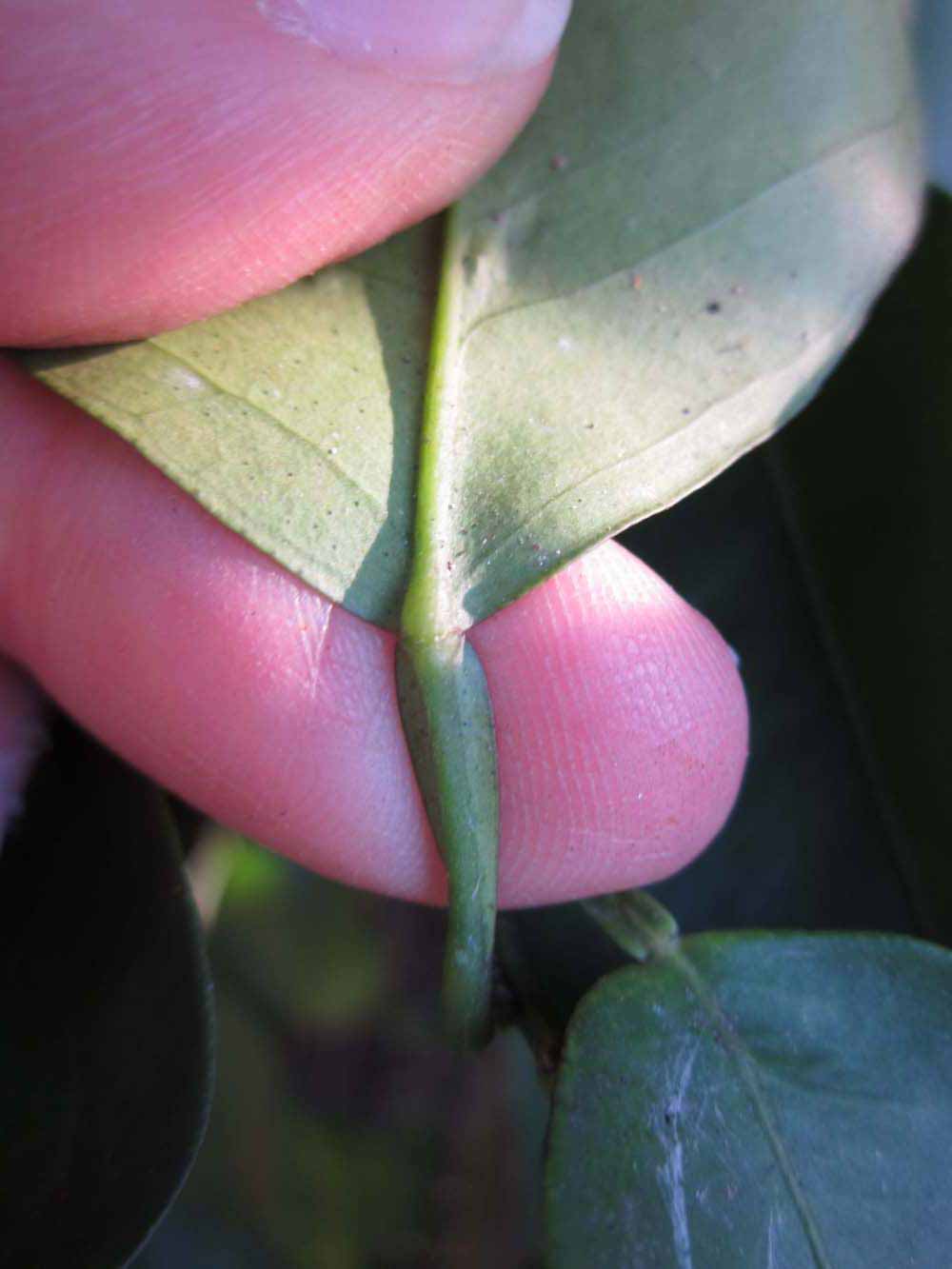              Petiole (Winter Haven, FL)       